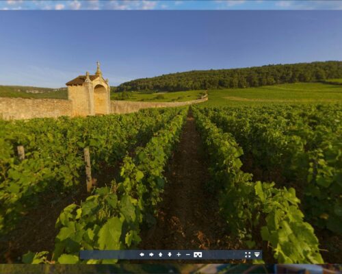 Dans les vignes